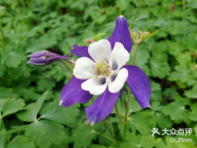 耧斗花花语