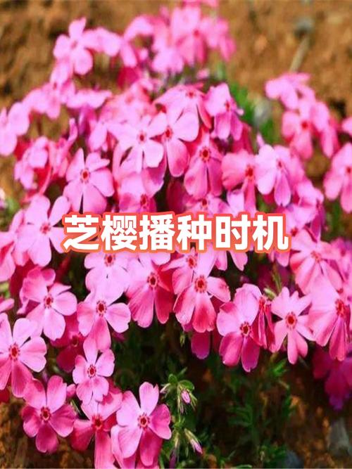 芝樱花播种到开花需要多长时间