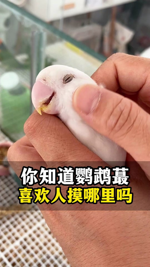 鹦鹉摸哪里才听话