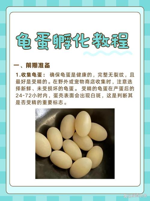 我的世界乌龟蛋在哪里采集