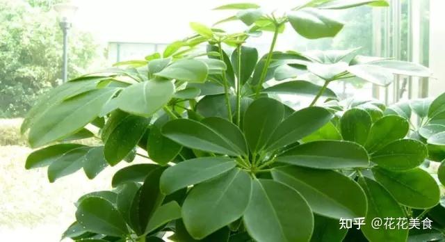 吸烟的植物第一名