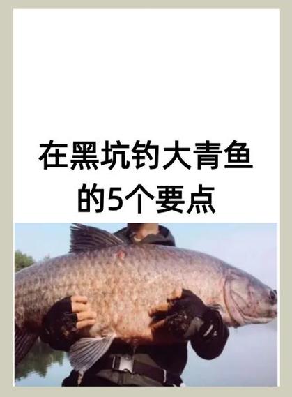 野钓青鱼怎么钓