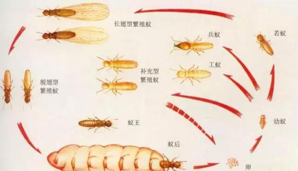 怎么除白蚁