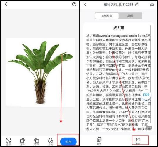 花卉识别扫一扫