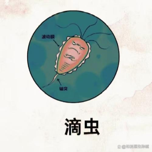 女性寄生虫产卵并繁殖
