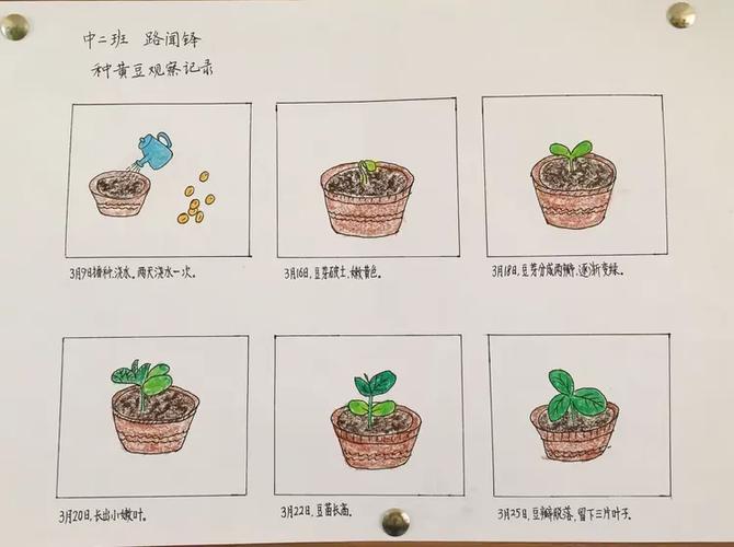 小树苗成长观察记录