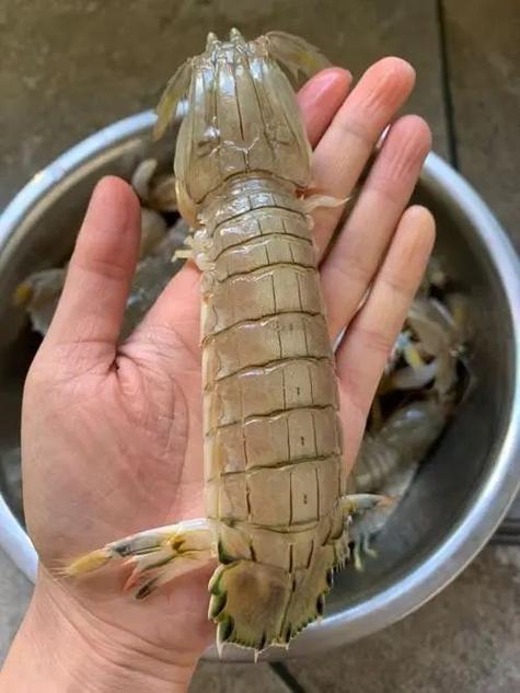 皮皮虾保存的方法