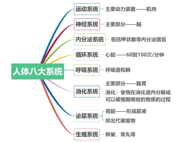 七年级生物人体八大系统