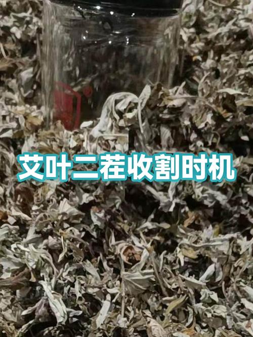 干艾草发霉的图片