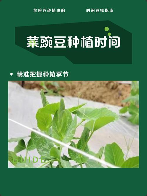 青豌豆吃多了会怎么样