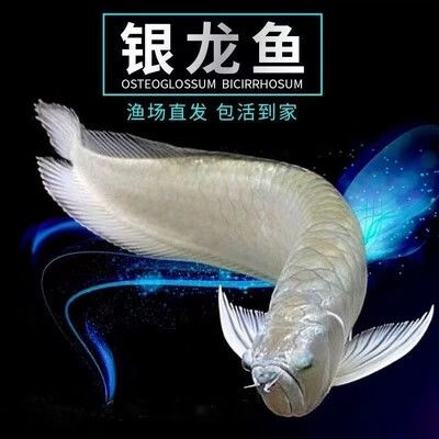 红眼黄化银龙最简单三个步骤