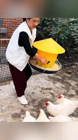 自动喂鸡机