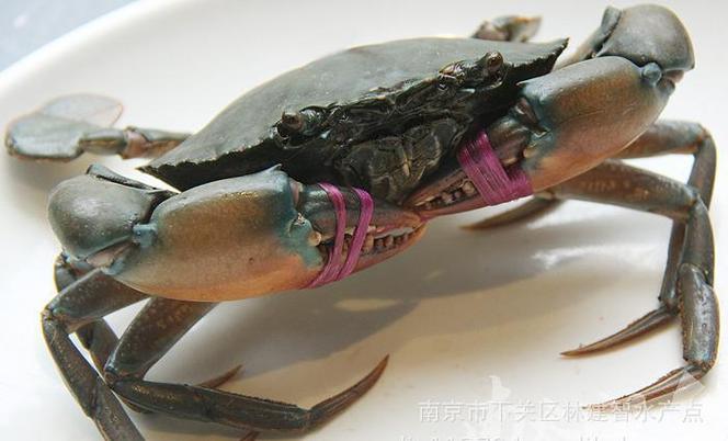 梭子蟹母蟹肚皮黑