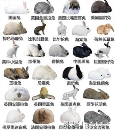 十大最耐养兔子品种