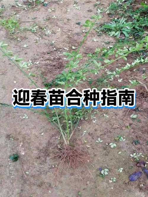 合种的树可以解散吗