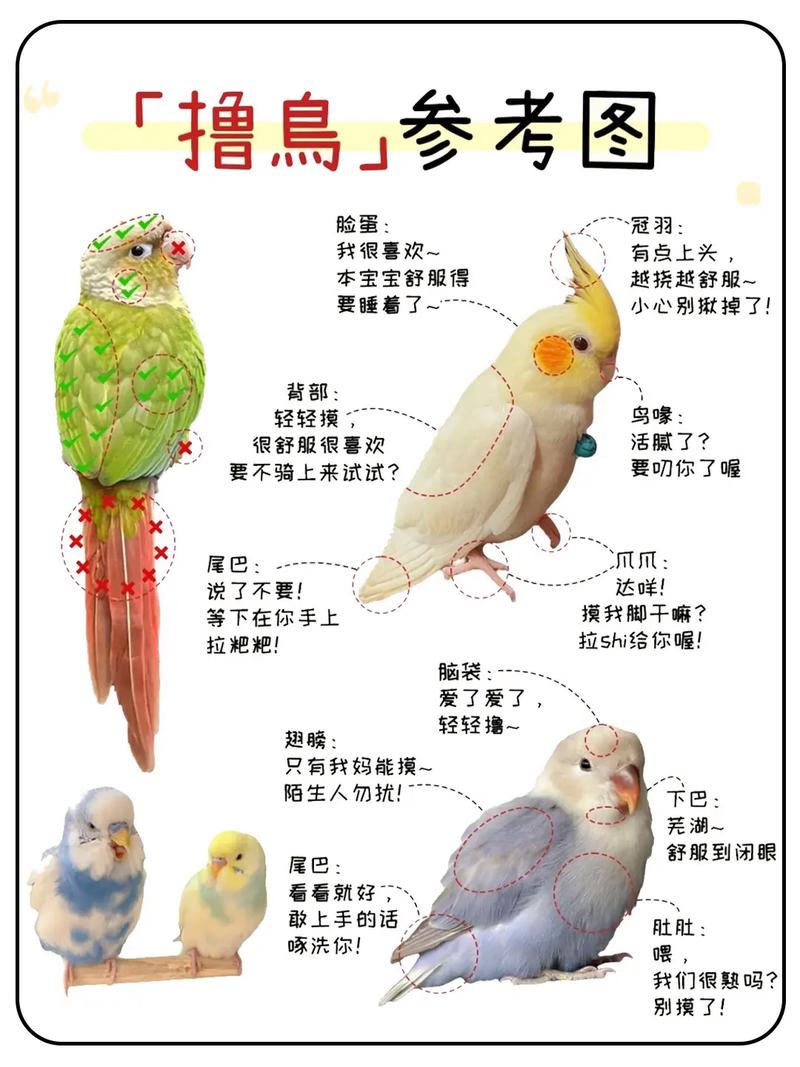 鸟炸天使用教程图标