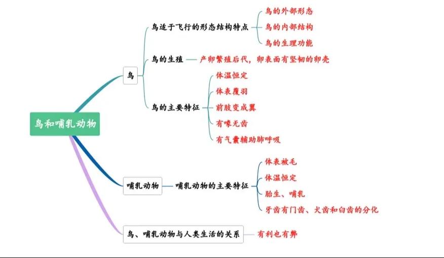 初中生物思维导图