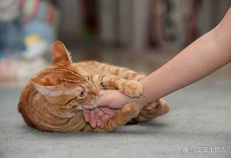 一伸手小猫就咬人就扑