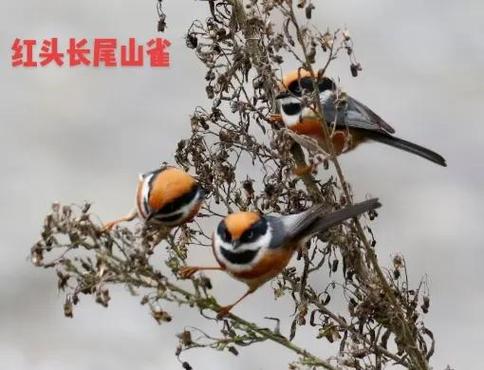 豌豆包谷叫声mp3