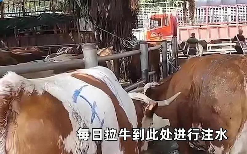 最安全最快的杀牛方法