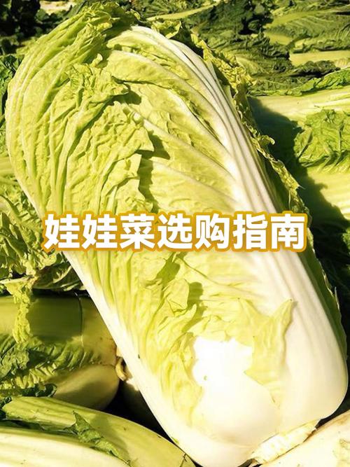 现在种什么蔬菜合适