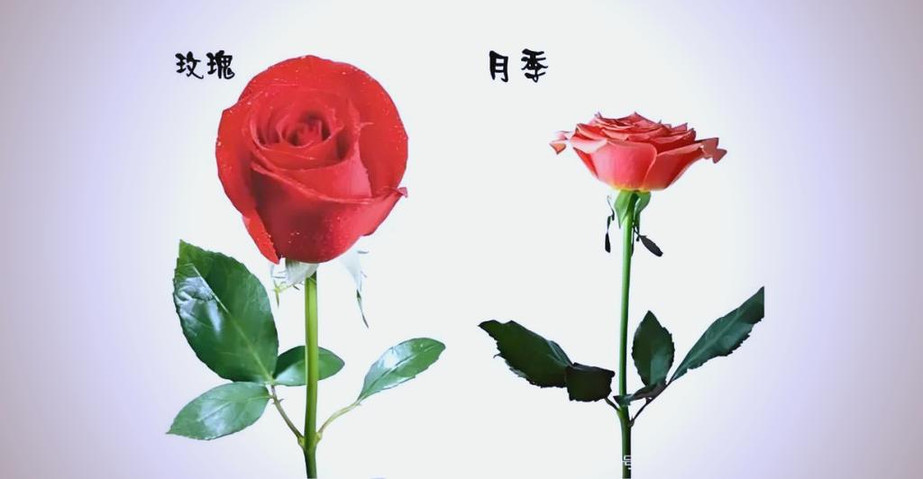 玫瑰和月季对比照片
