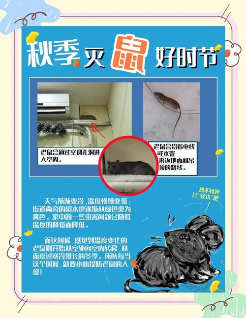 黑松鼠有必要开启防封模式吗