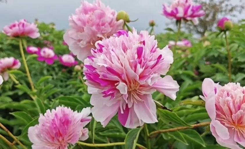 芍药花图片