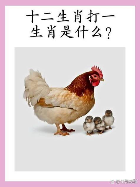 豆字打一准确生肖