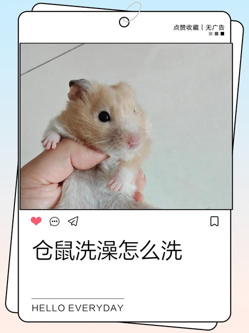 小仓鼠怎么洗澡