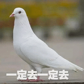 我一定会来鸽子表情包
