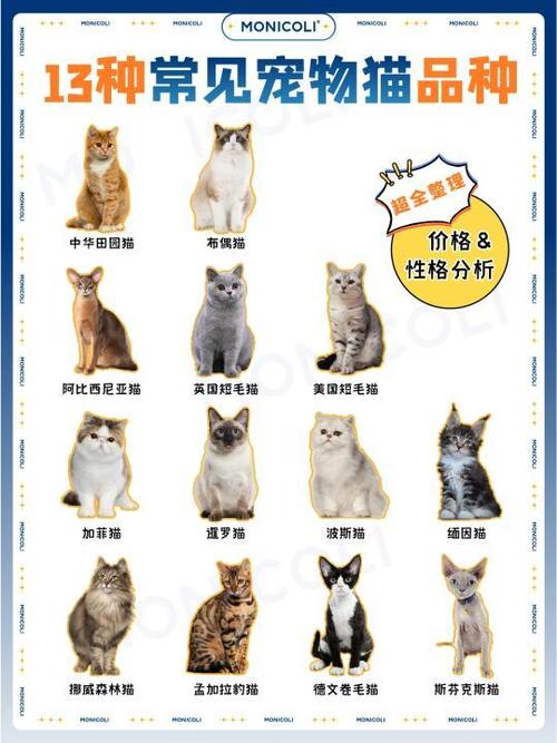 宠物猫品种大全及图片