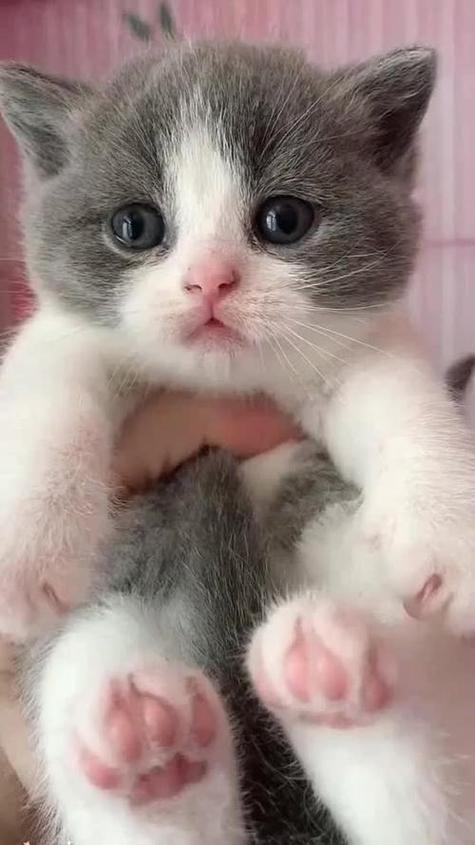 有关猫咪的短视频