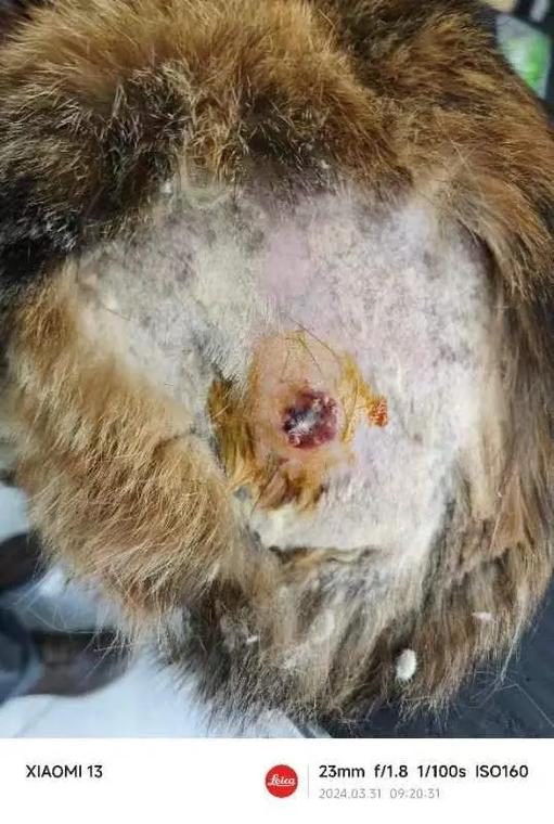 猫被开水烫了会自愈吗