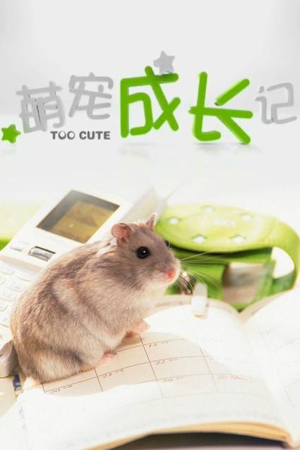 学生电子宠物怎么养