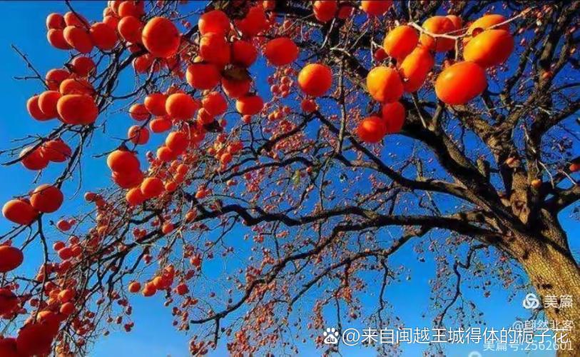 风入松暗示男女关系吗