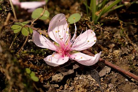 化作春泥是什么意思