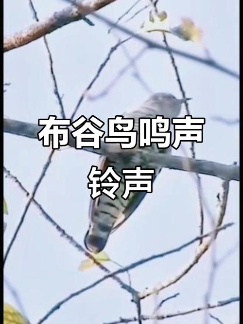 华为布谷鸟叫铃声mp3