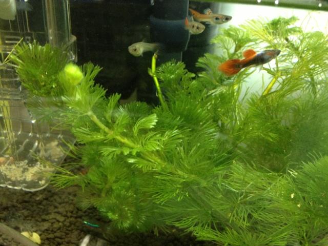 鱼缸水腥