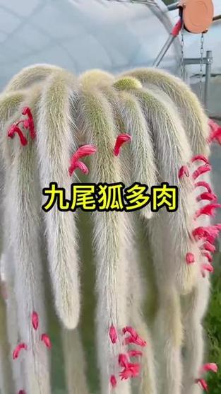 九尾狐多肉开花图标