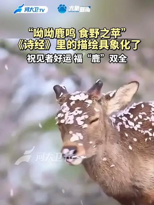 鹿鸣呦呦