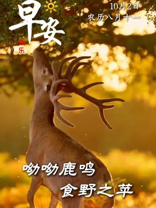 鹿鸣呦呦
