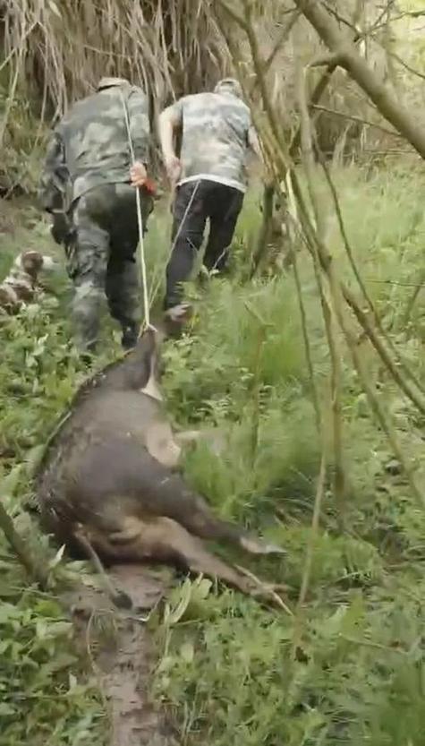 捉山猪视频