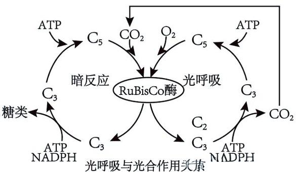 光呼吸产生能量吗