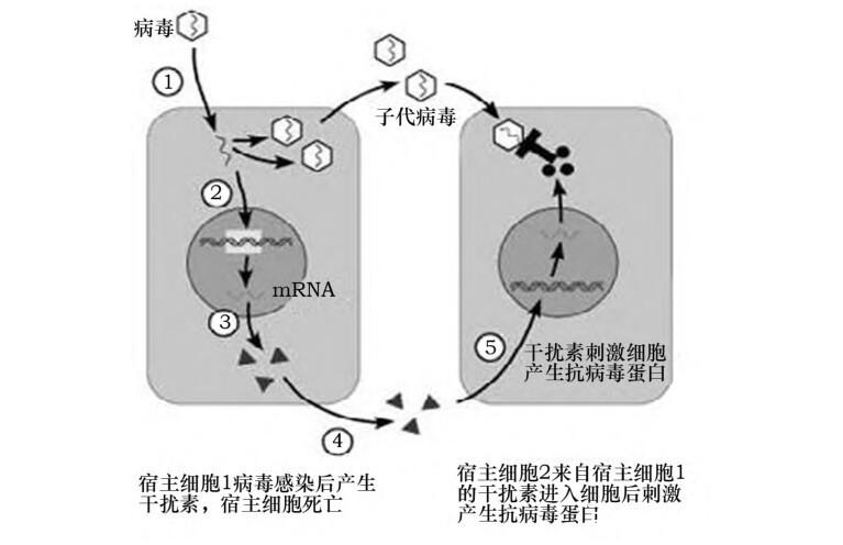 系统感染病毒的原因图标