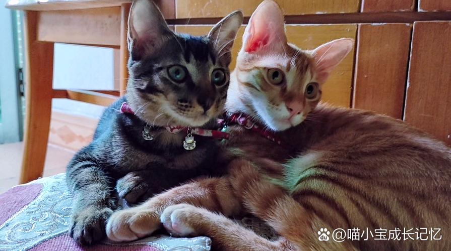 猫咪要经常陪它玩吗