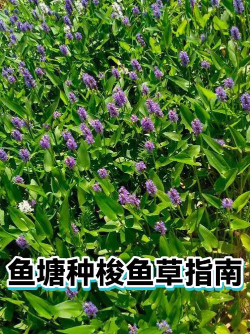 鱼塘栽什么水生植物