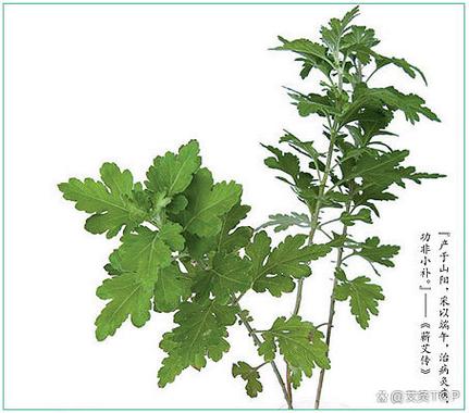 发霉的艾草的功效