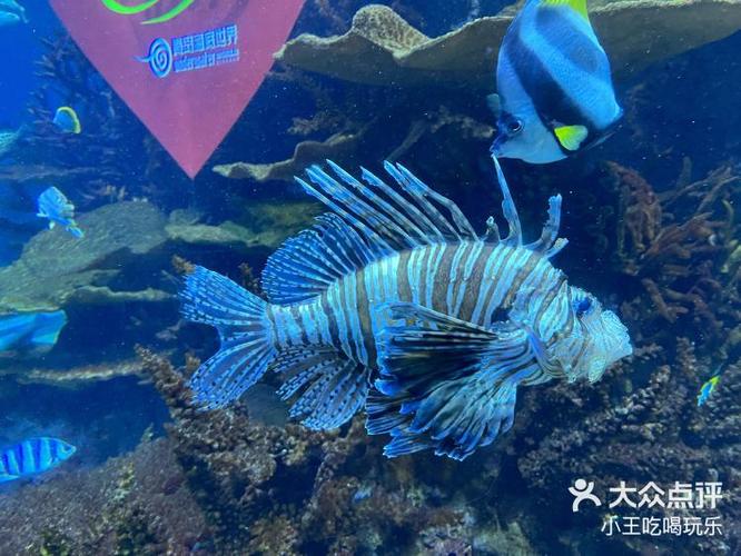 海底世界游玩后的感受