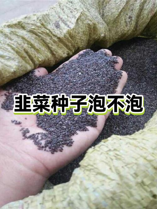 韭菜种子多少钱一斤